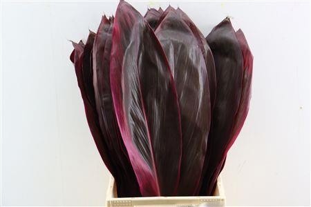 Cordyline Purple Com 62cm