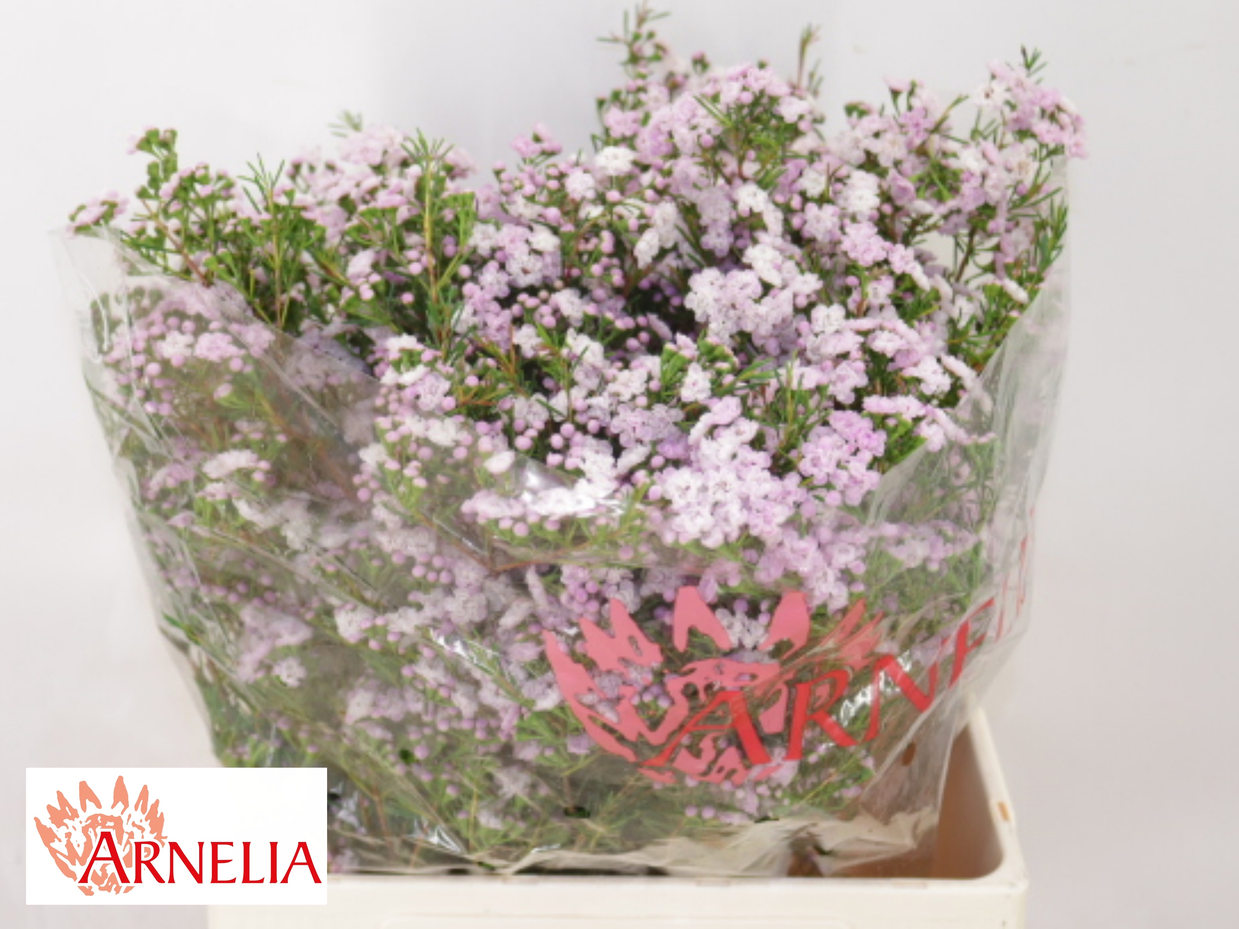 Chamelaucium Dancing Queen 60cm 70gram