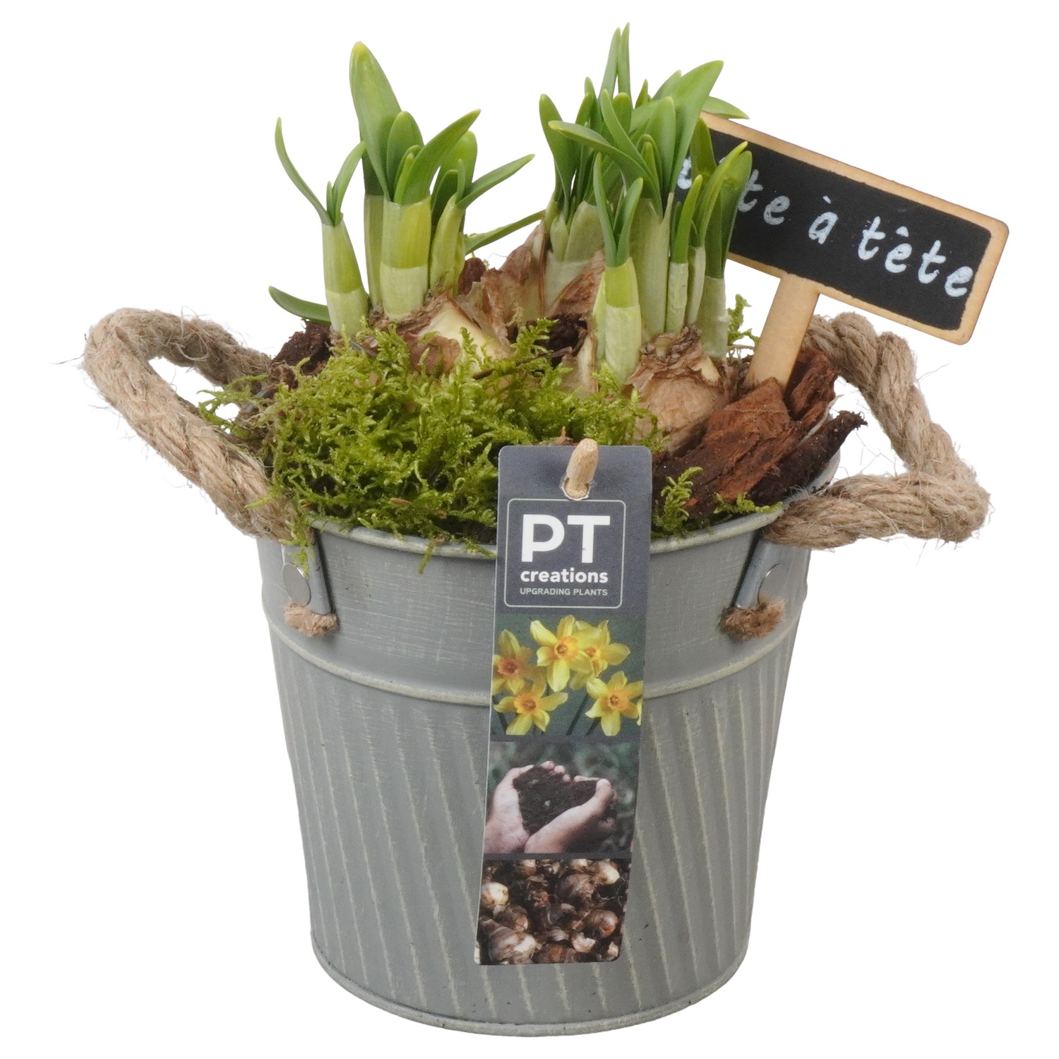 Picture of PTN5049 Arrangement Narcis in zinc pot P13 21CM