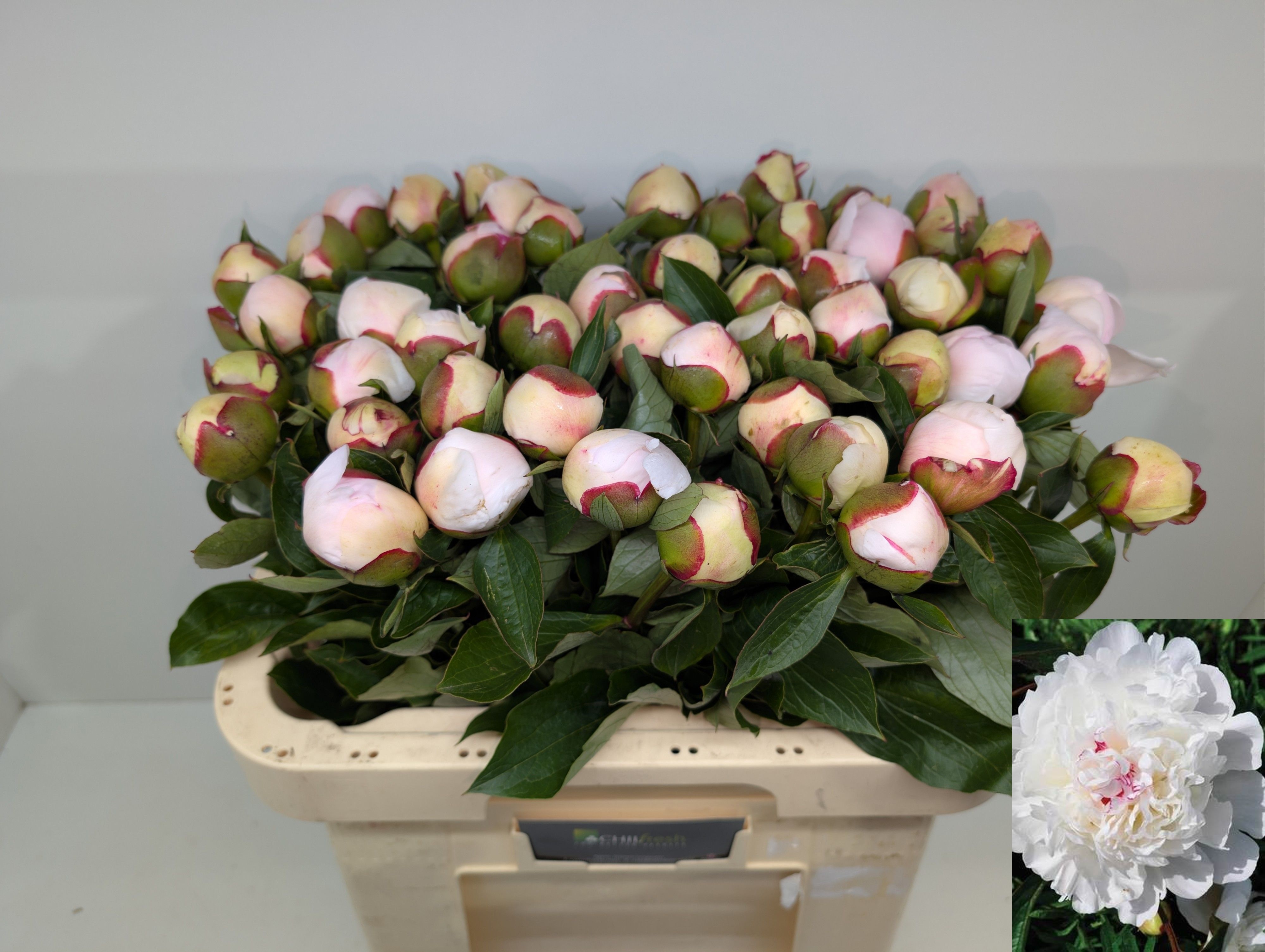 Paeonia Festiva Maxima 60cm