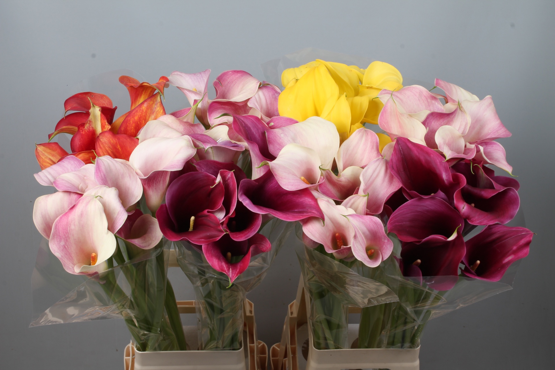 Calla Assorted 80cm