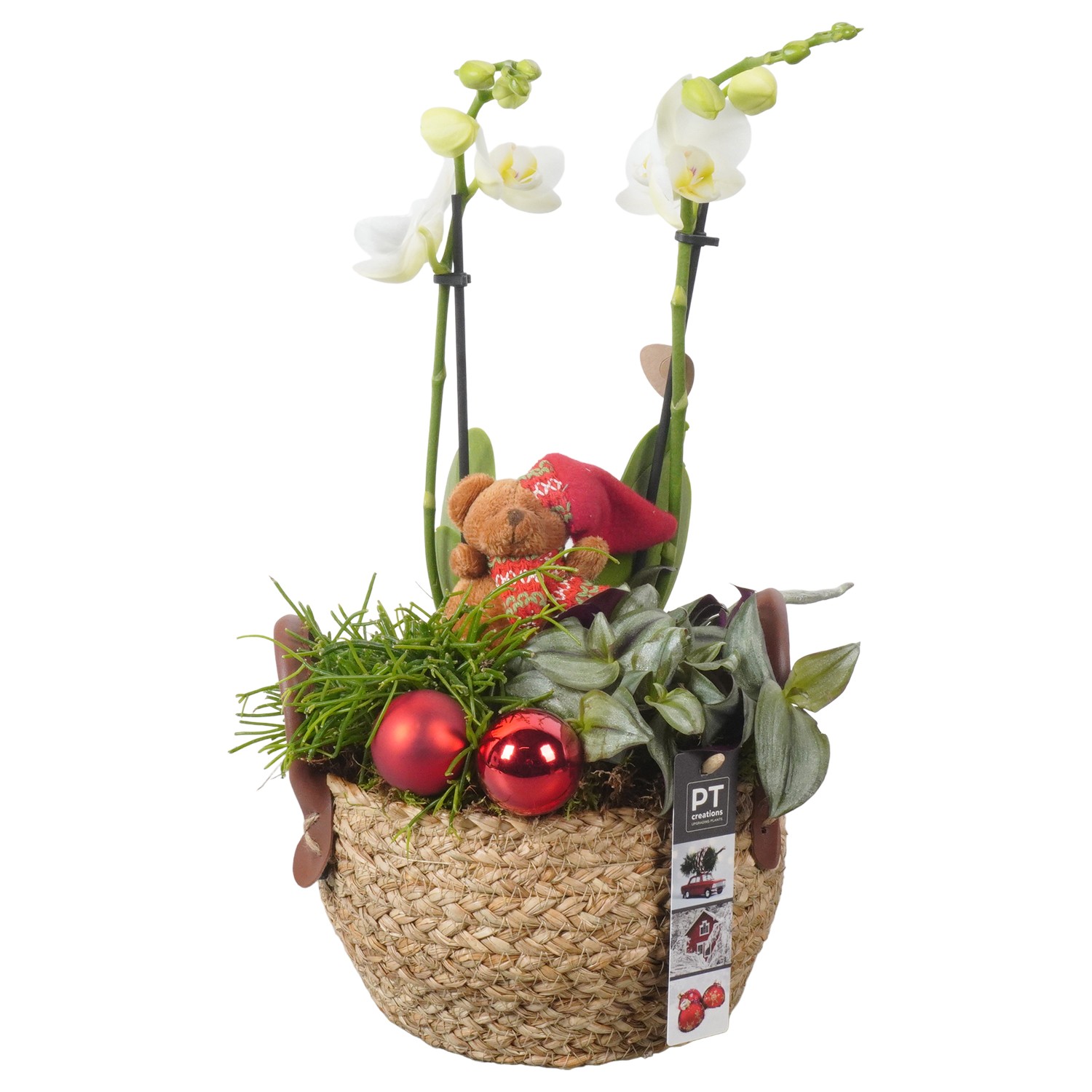 Picture of PTKB9337 Arrangement X-Mas in grass basket P17 40CM