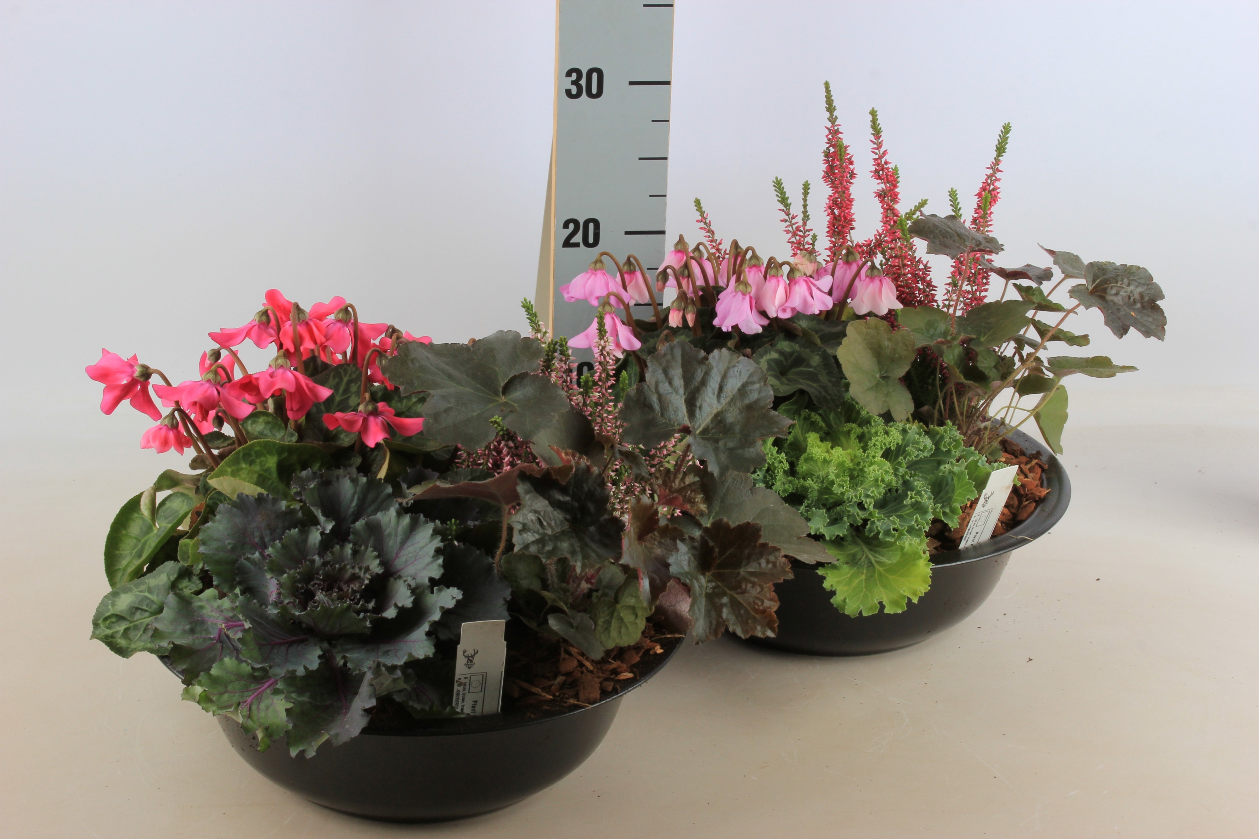 Arr Tuinplanten 30P 20cm 22bloei