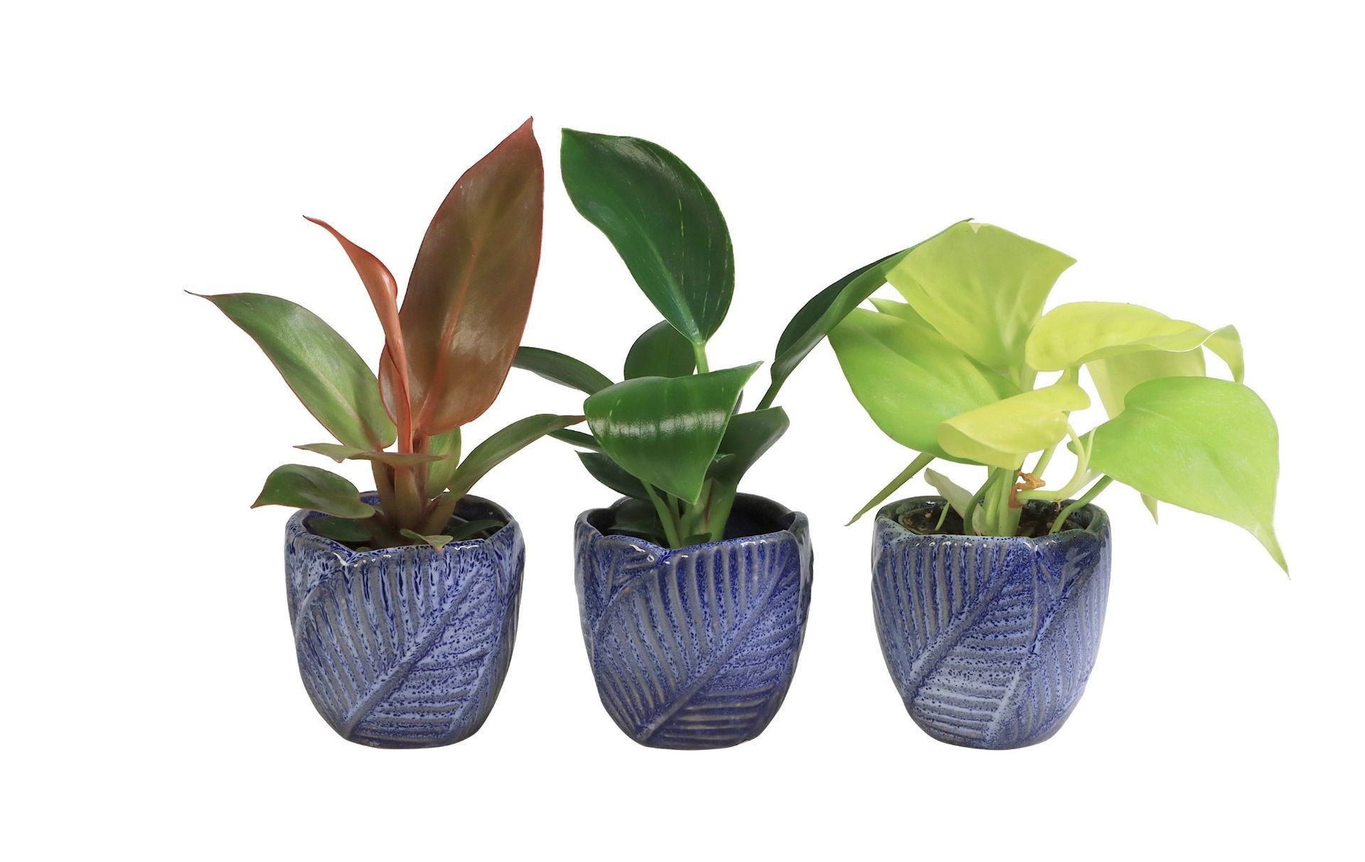 Philodendron L 65971 with Philodendron Mix