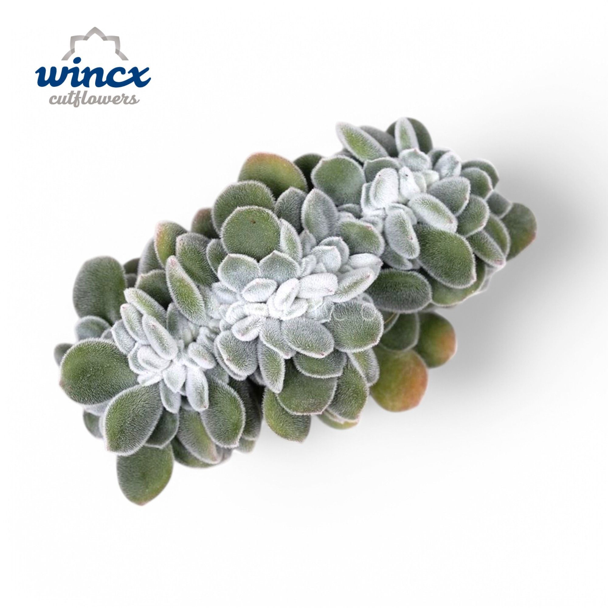 Echeveria Frosty Cristata Cutflower