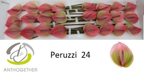 Anth A Peruzzi