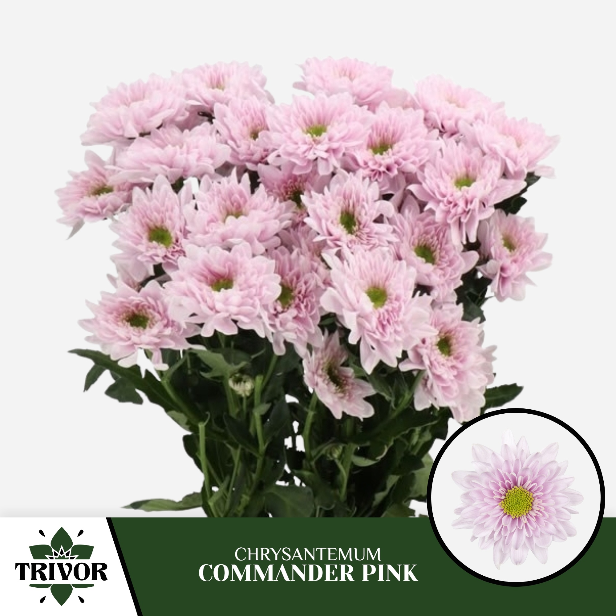 Chrys Spray Commander Pink 75gram