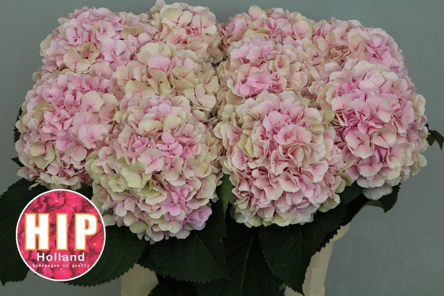 Hydrangea Verena Classic Pink 80cm 22Ø
