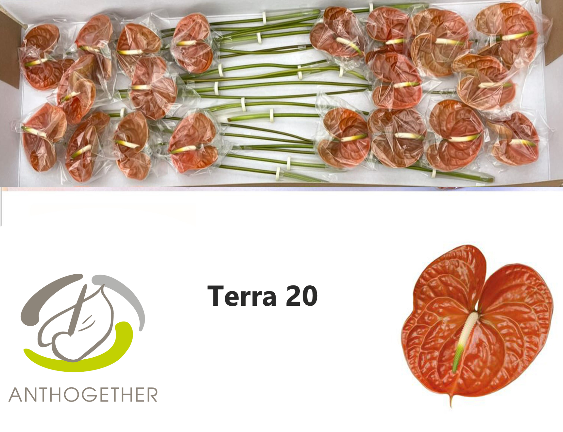 Anth A Terra