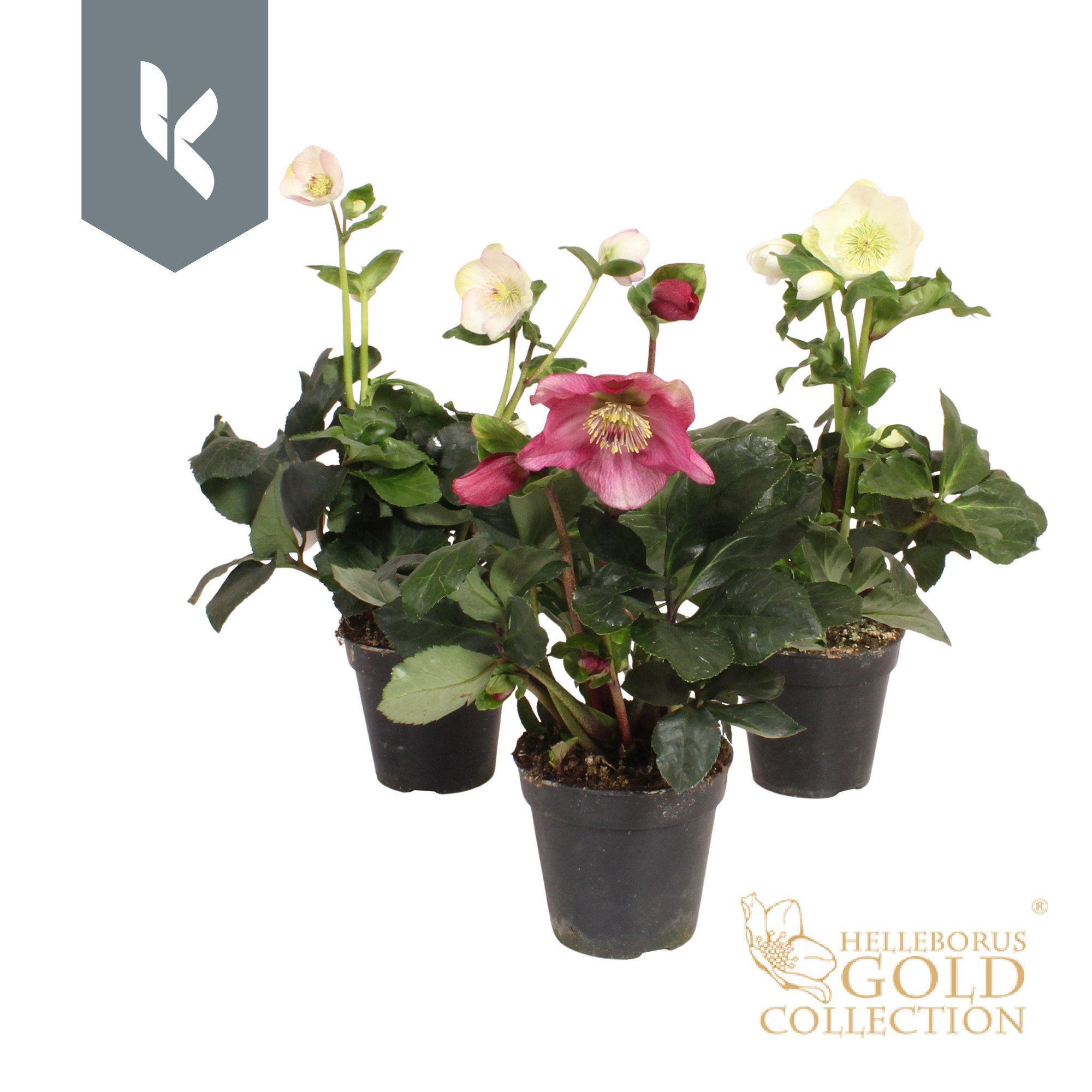 Hgc Helleborus Winter Ballet Mix Laag