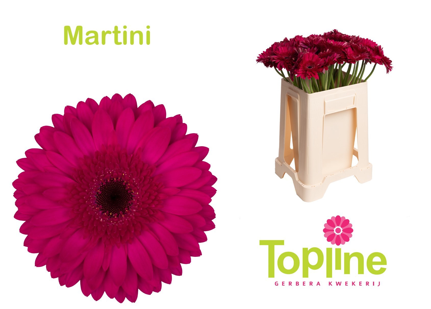Gerbera Martini