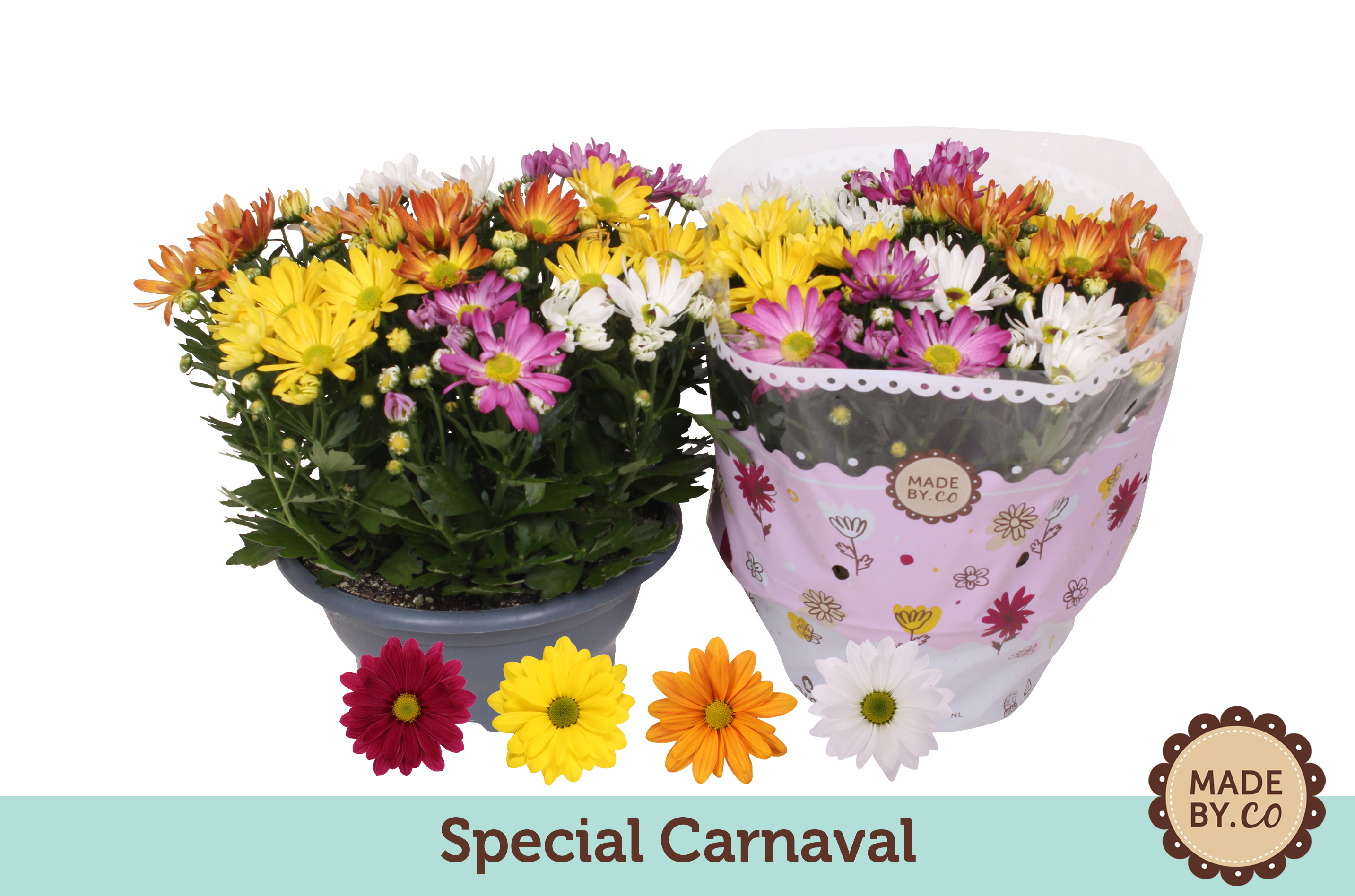 Picture of Chrysant Carnaval P23 27cm