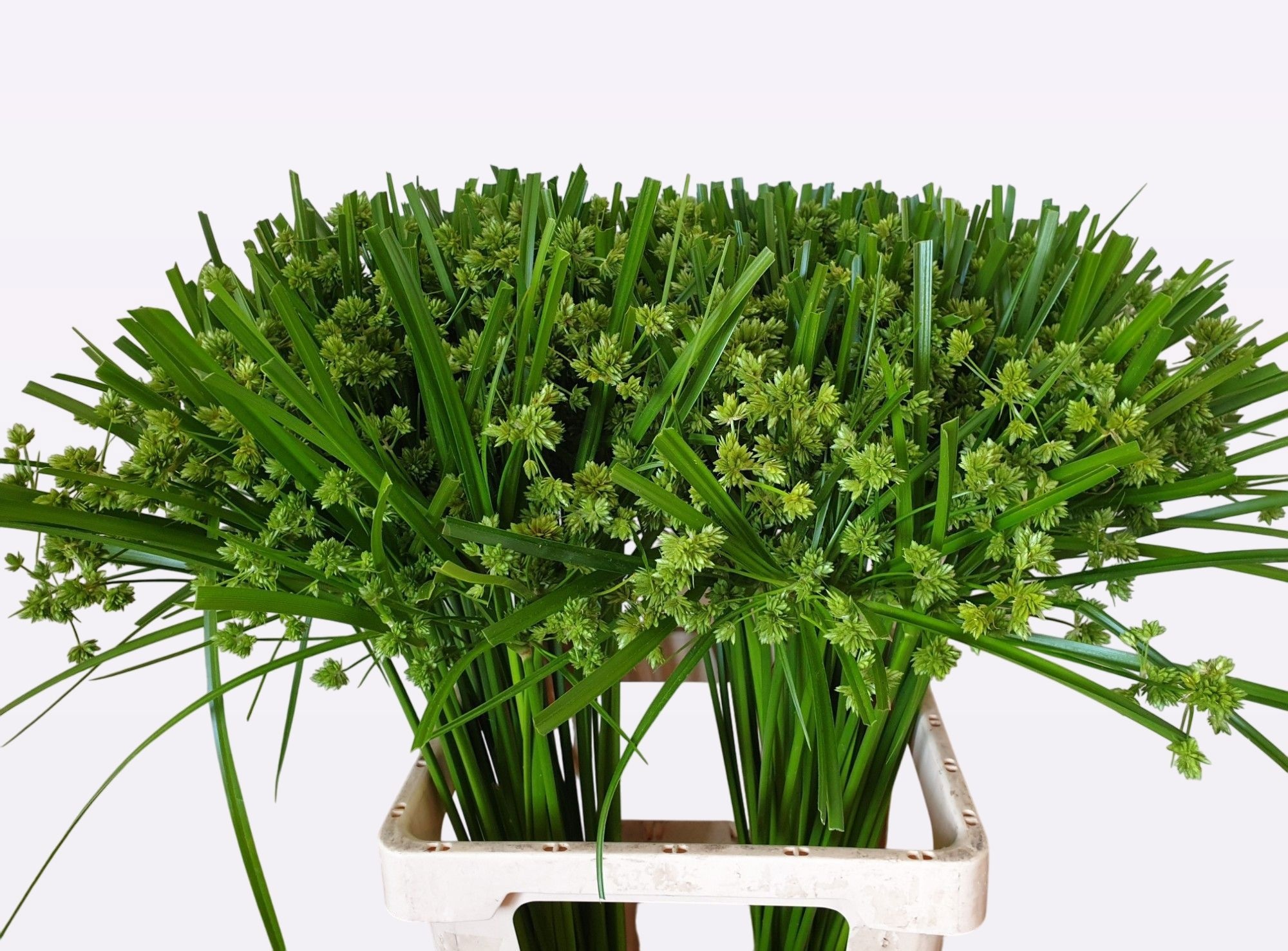 Cyperus Glaber