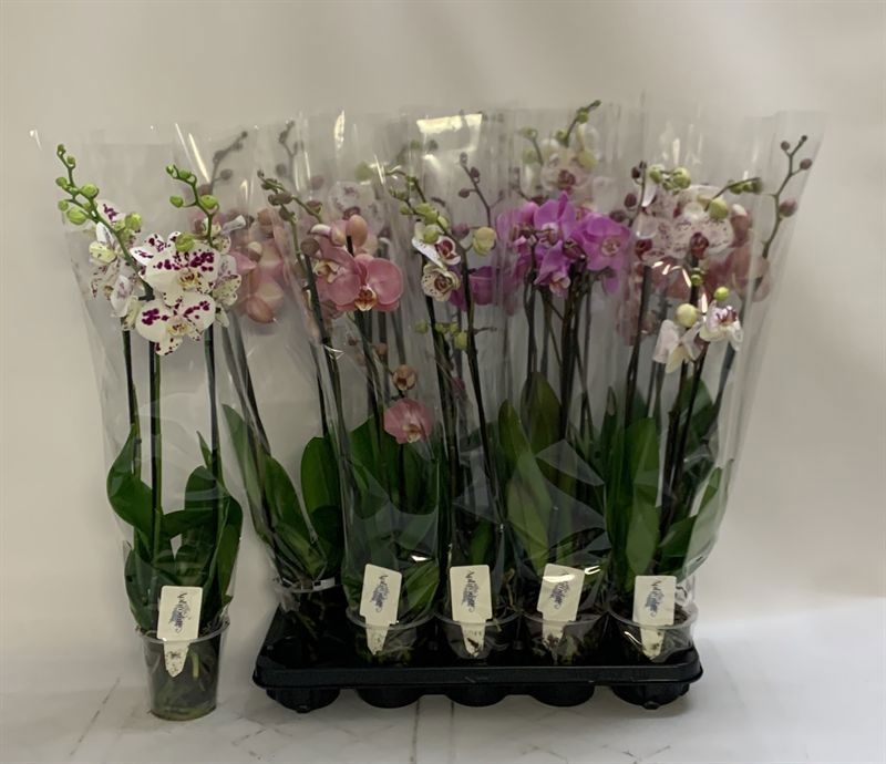 Phalaenopsis Asst 12Ø 70cm