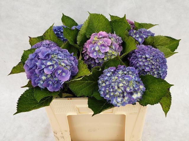 Hydrangea Bodensee Blue 50cm 12Ø
