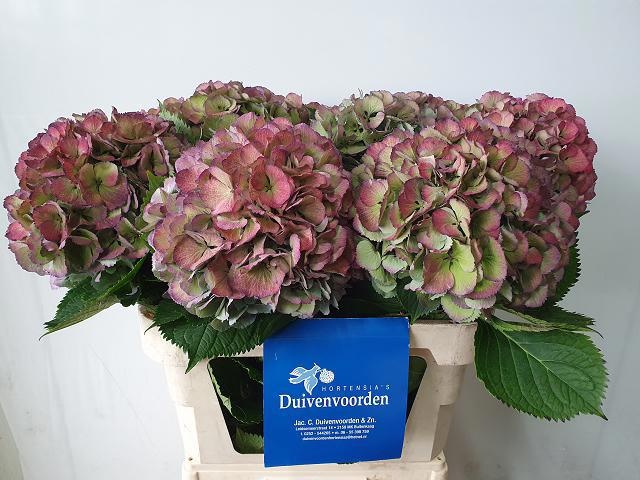 Hydrangea Elbtal Classic Pink 80cm 21Ø
