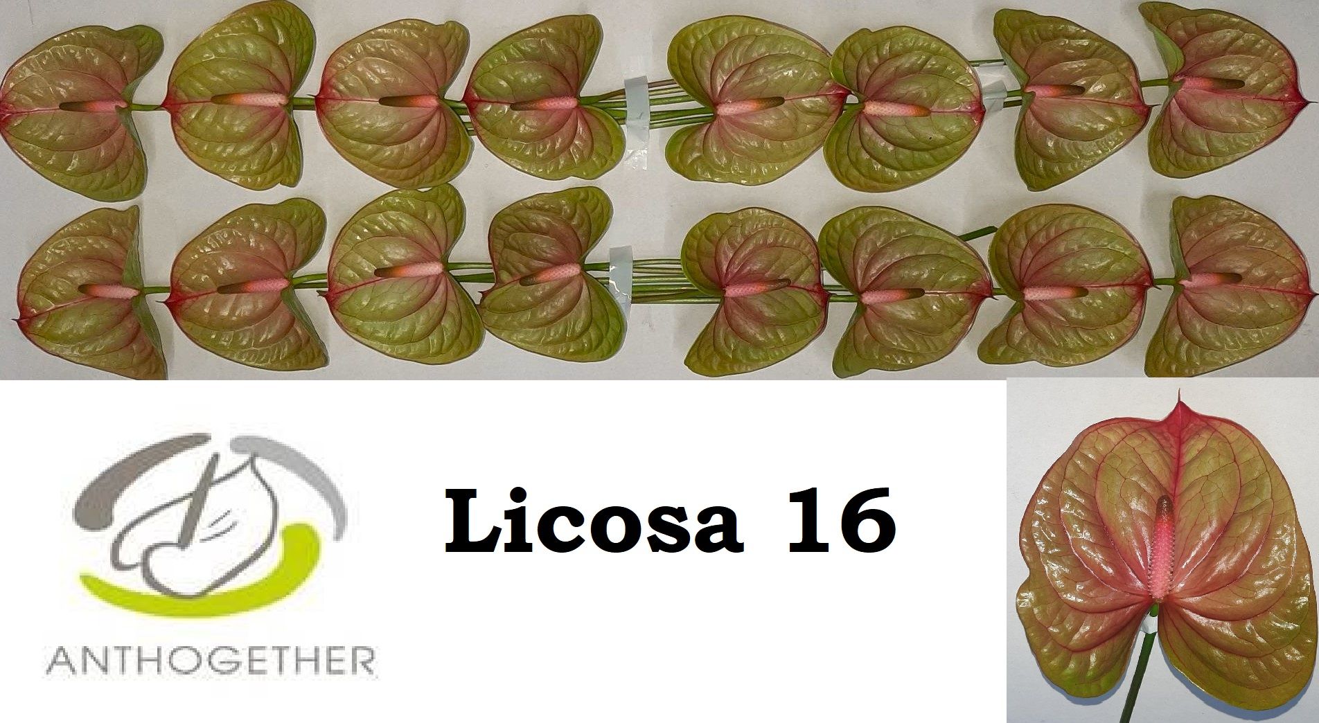 Anth A Licosa