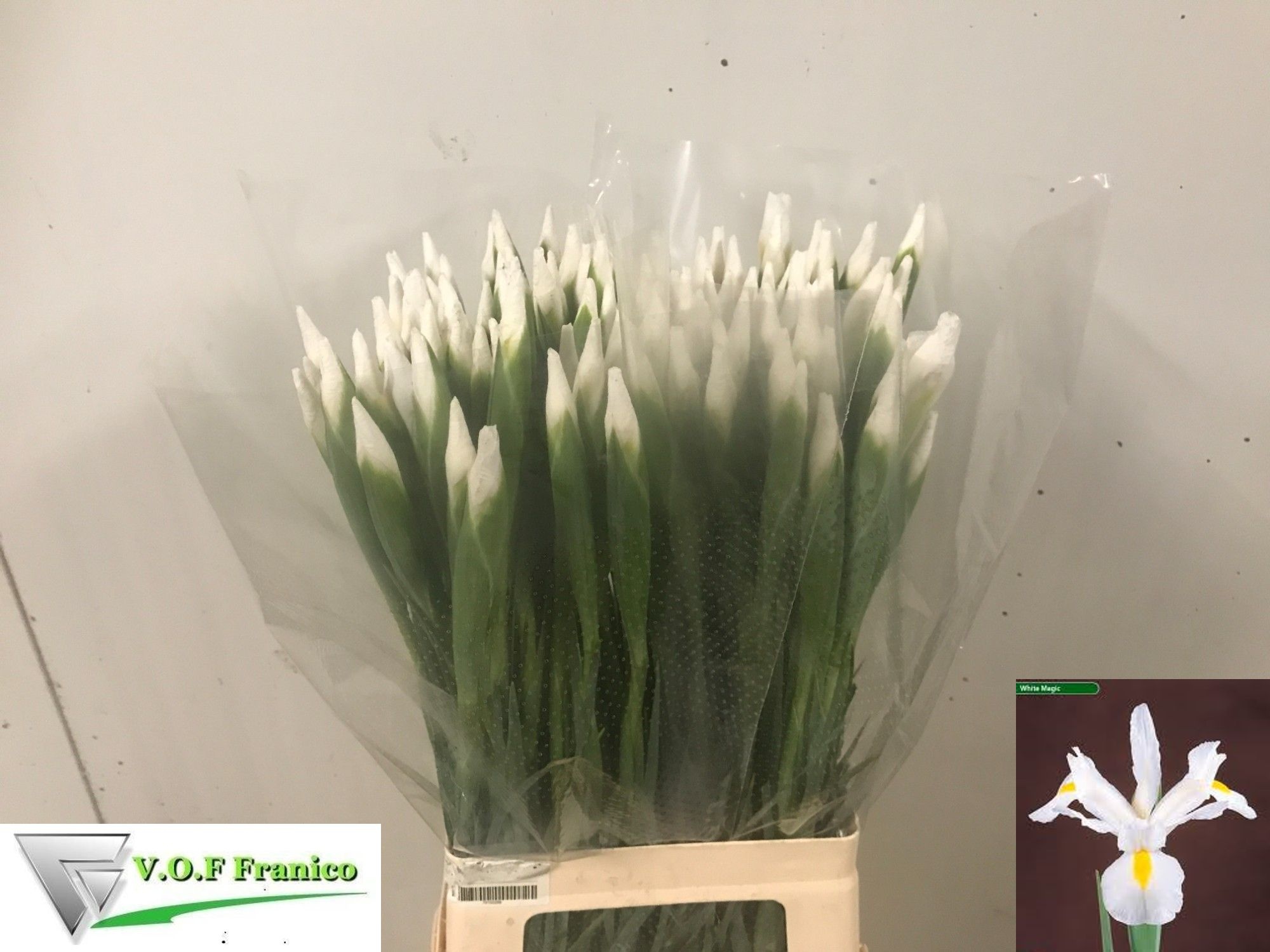 Iris Casablanca 60cm