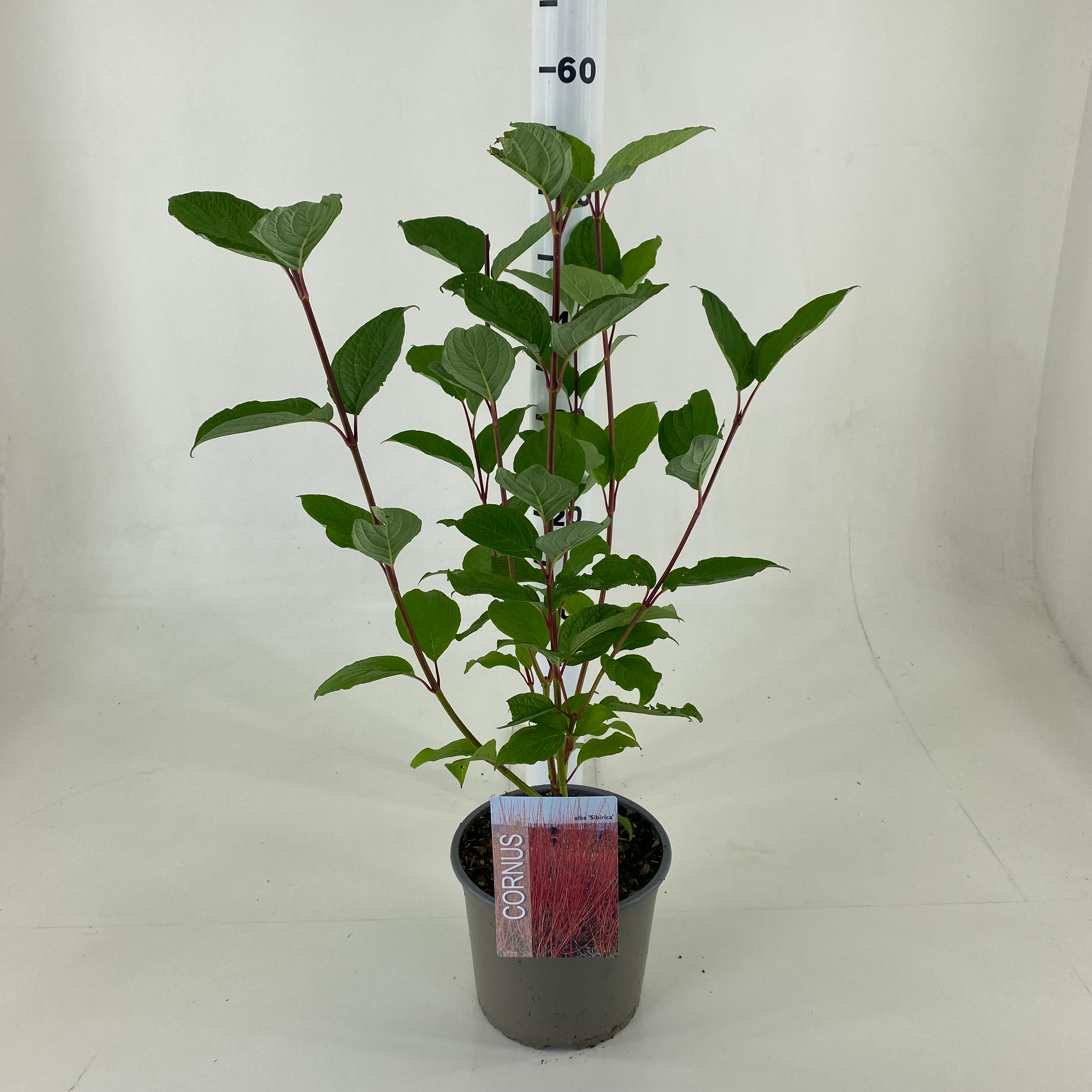 Picture of Cornus alba Sibirica P19 (3 Ltr)