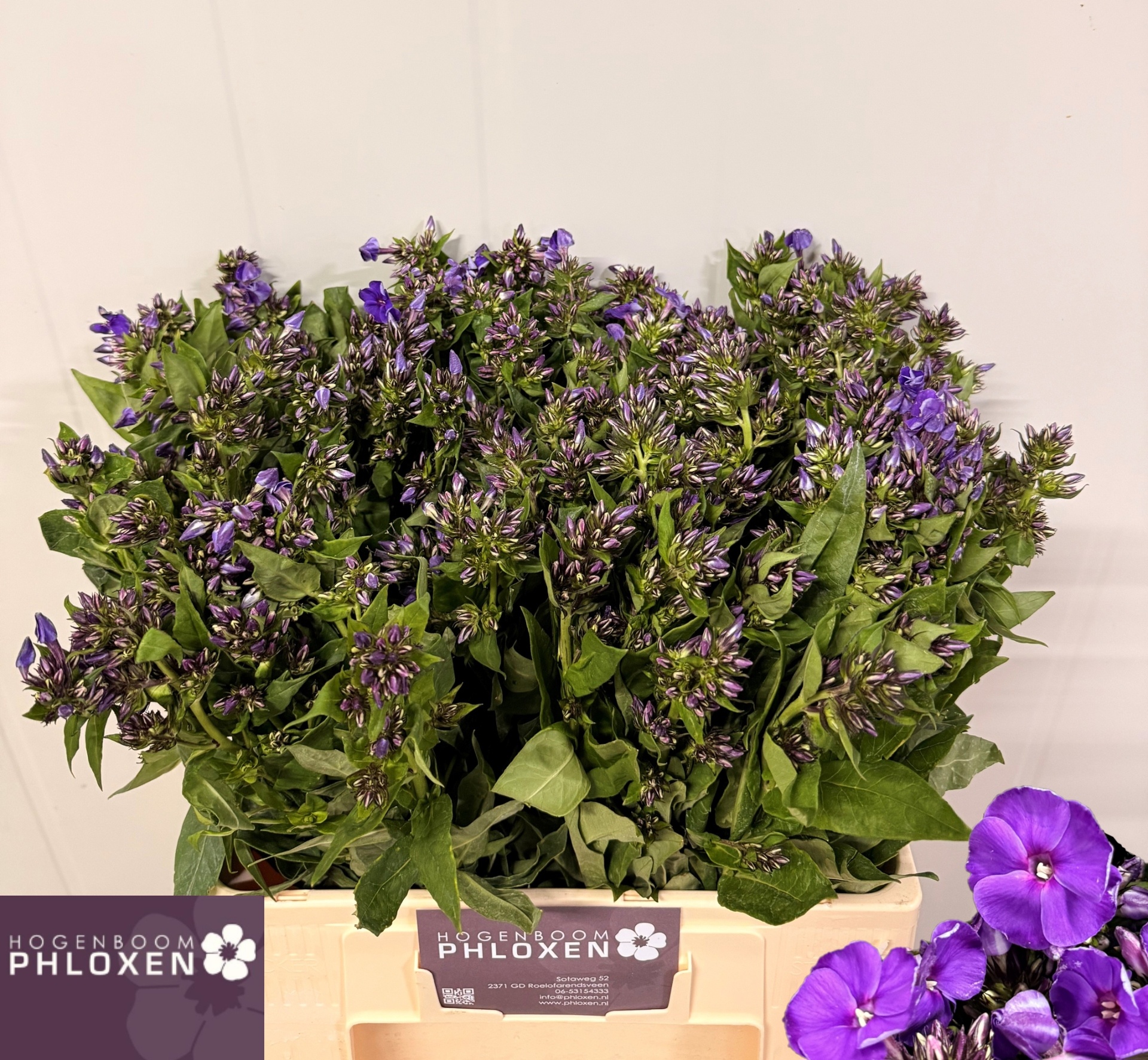 Phlox Crissy 60cm