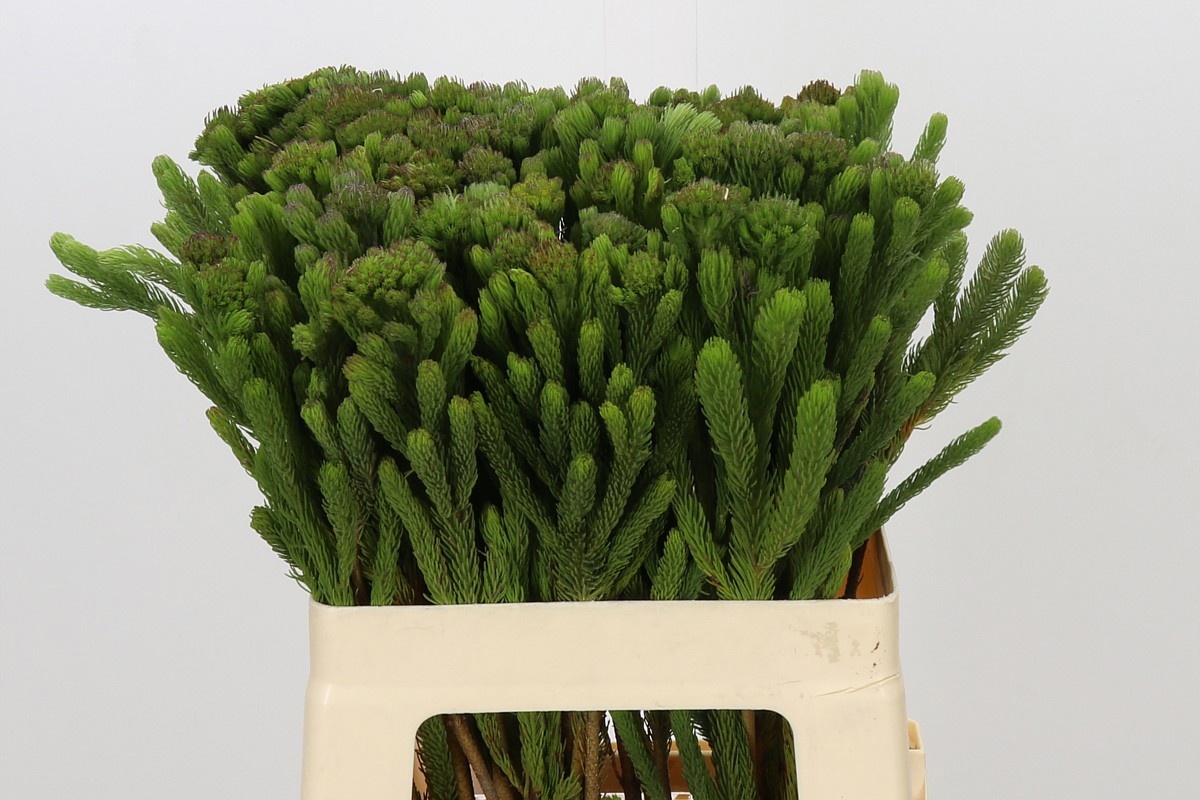 Brunia Albiflora Bunch 60cm