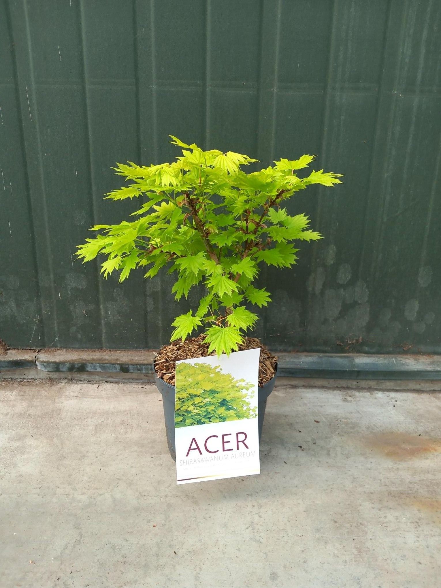 Picture of Acer Shir. Aureum