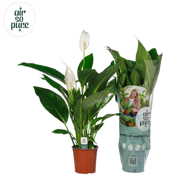 Picture of Spathiphyllum Bingo Cupido ASP P17 65CM