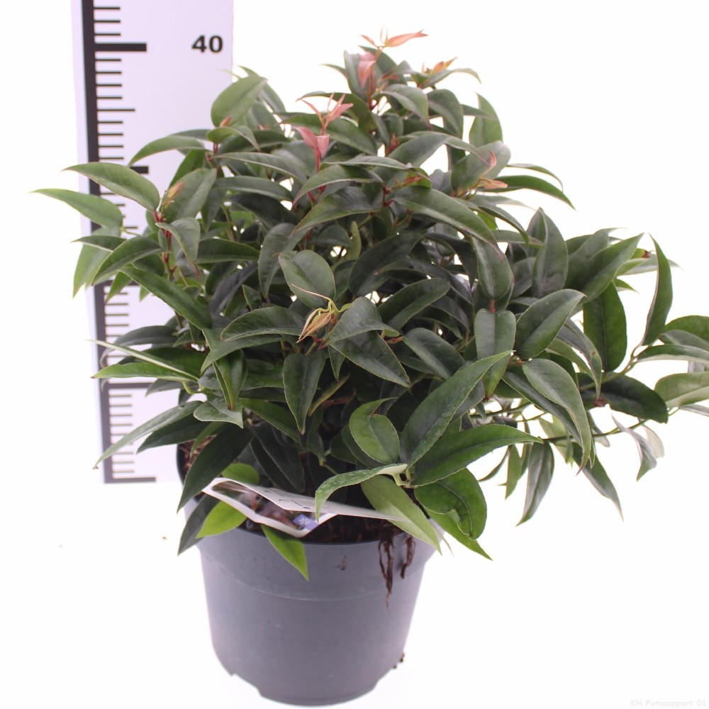 Picture of Leucothoe Carinella