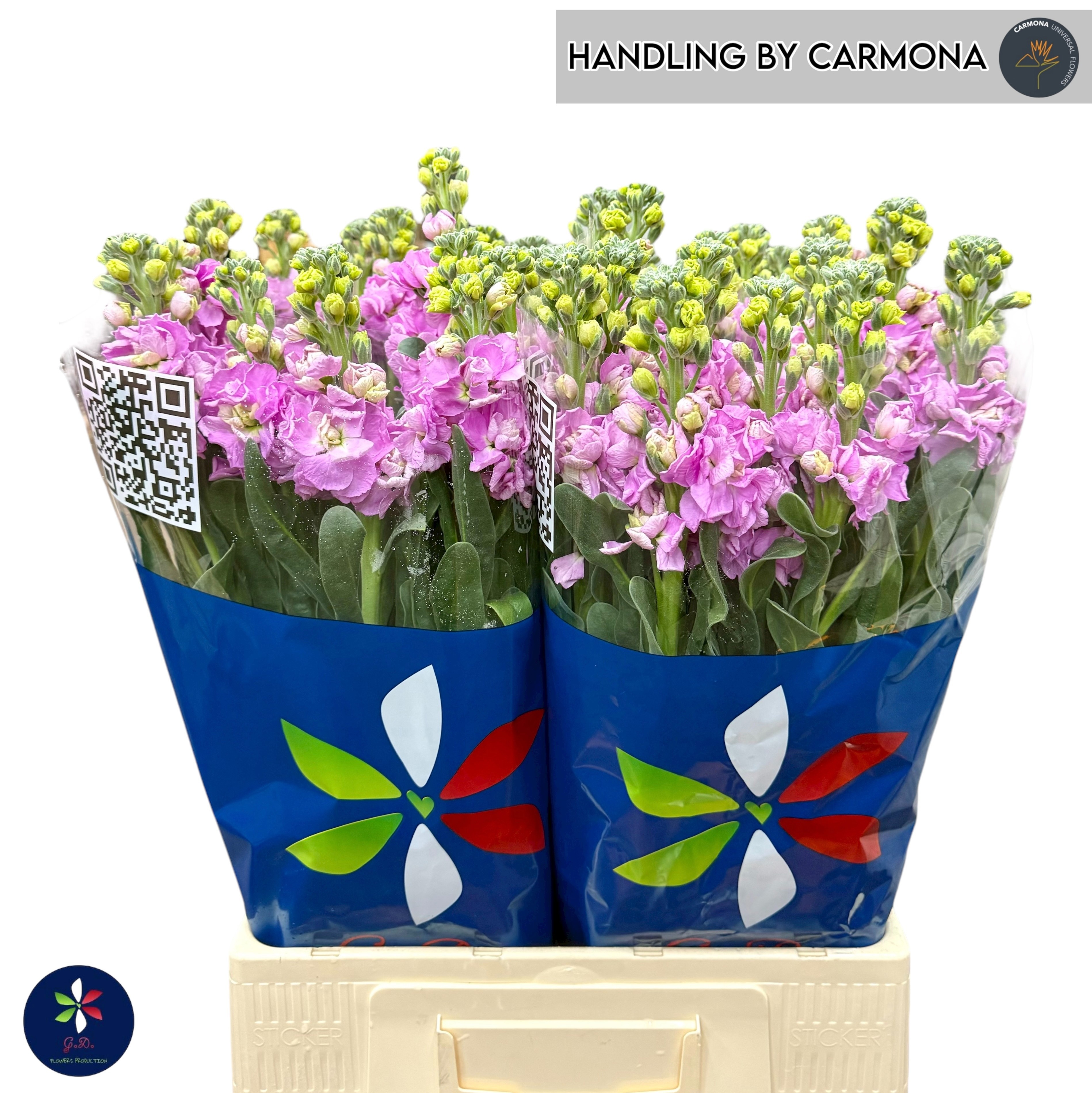 Matthiola Iron Pink 70cm