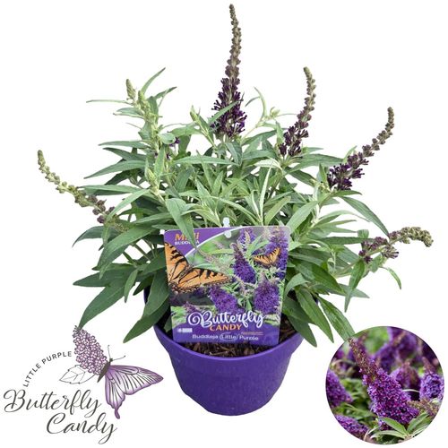 Buddleja d. 'Little Purple ' ® p19 Peijl