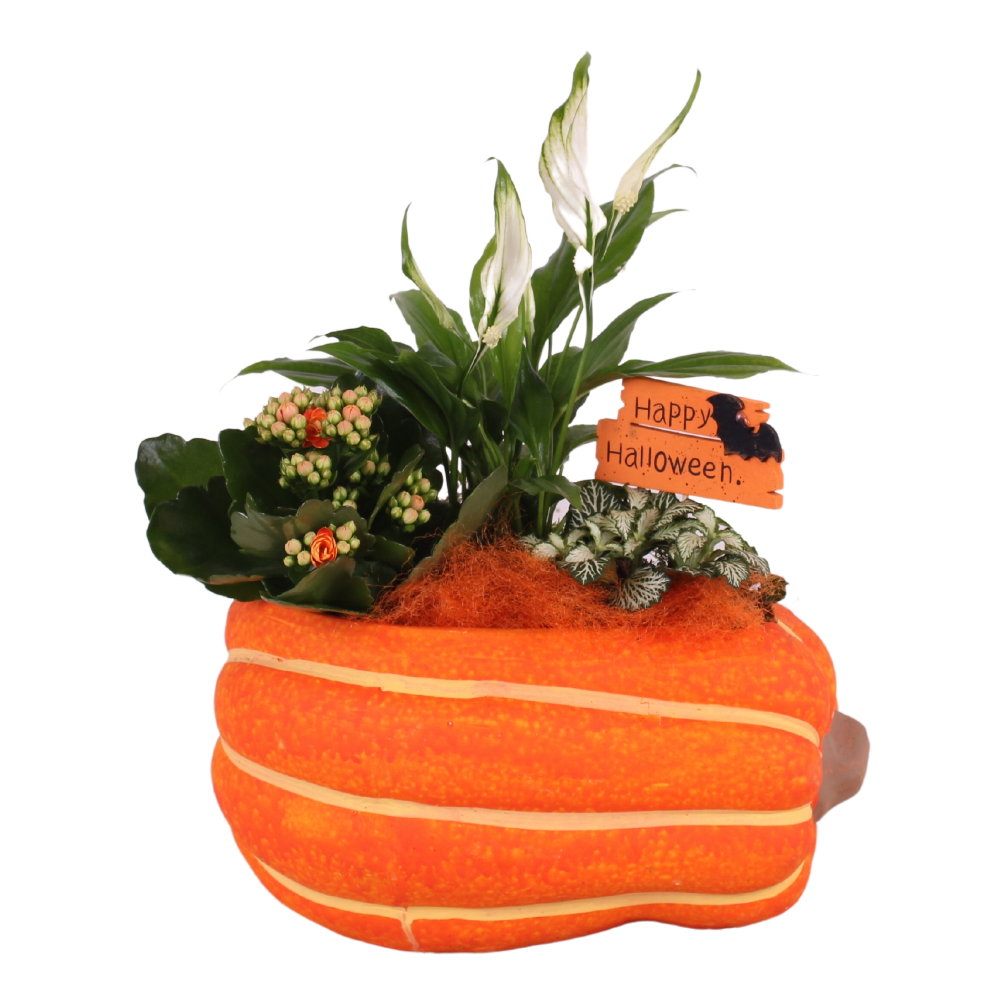 Picture of Halloween Arr. Indoor Ceramic Pumpkin 3PP P25 30CM