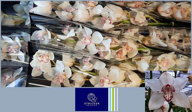 Cymbidium Mrs Sugar Lee 60 Cm - 8/11bl