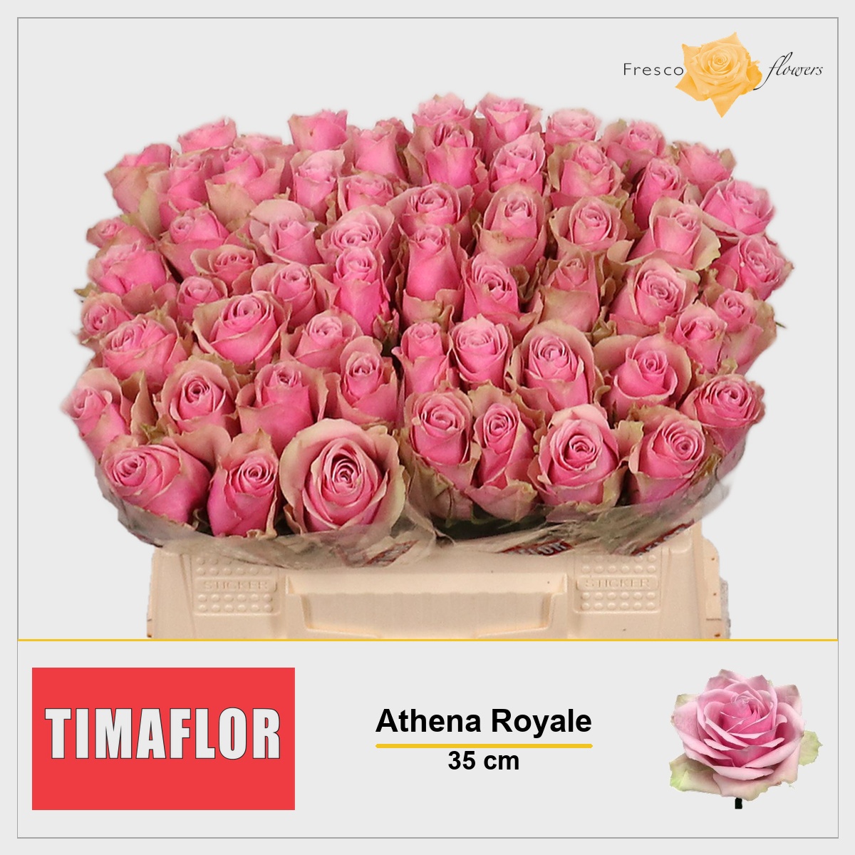 Rosa Athena Royale 35cm