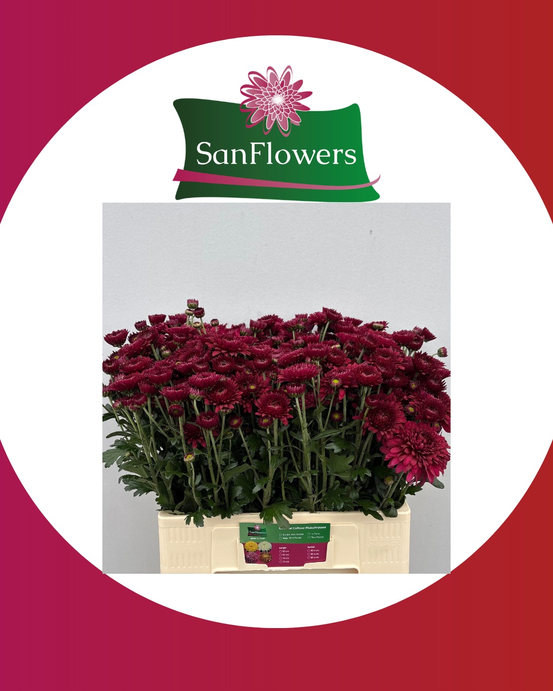 Chrysant Tbu Smokey 60cm 80gram