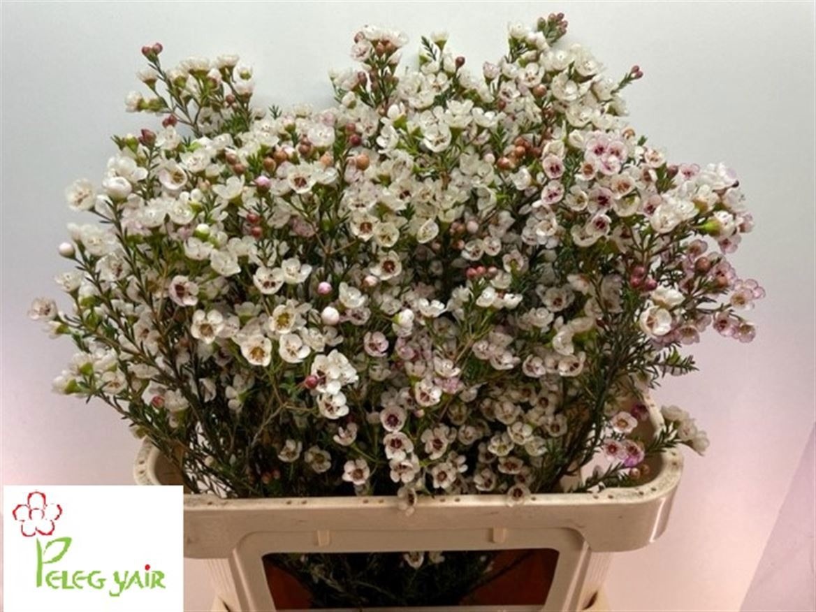 Chamelaucium Ella White 80cm 80gram