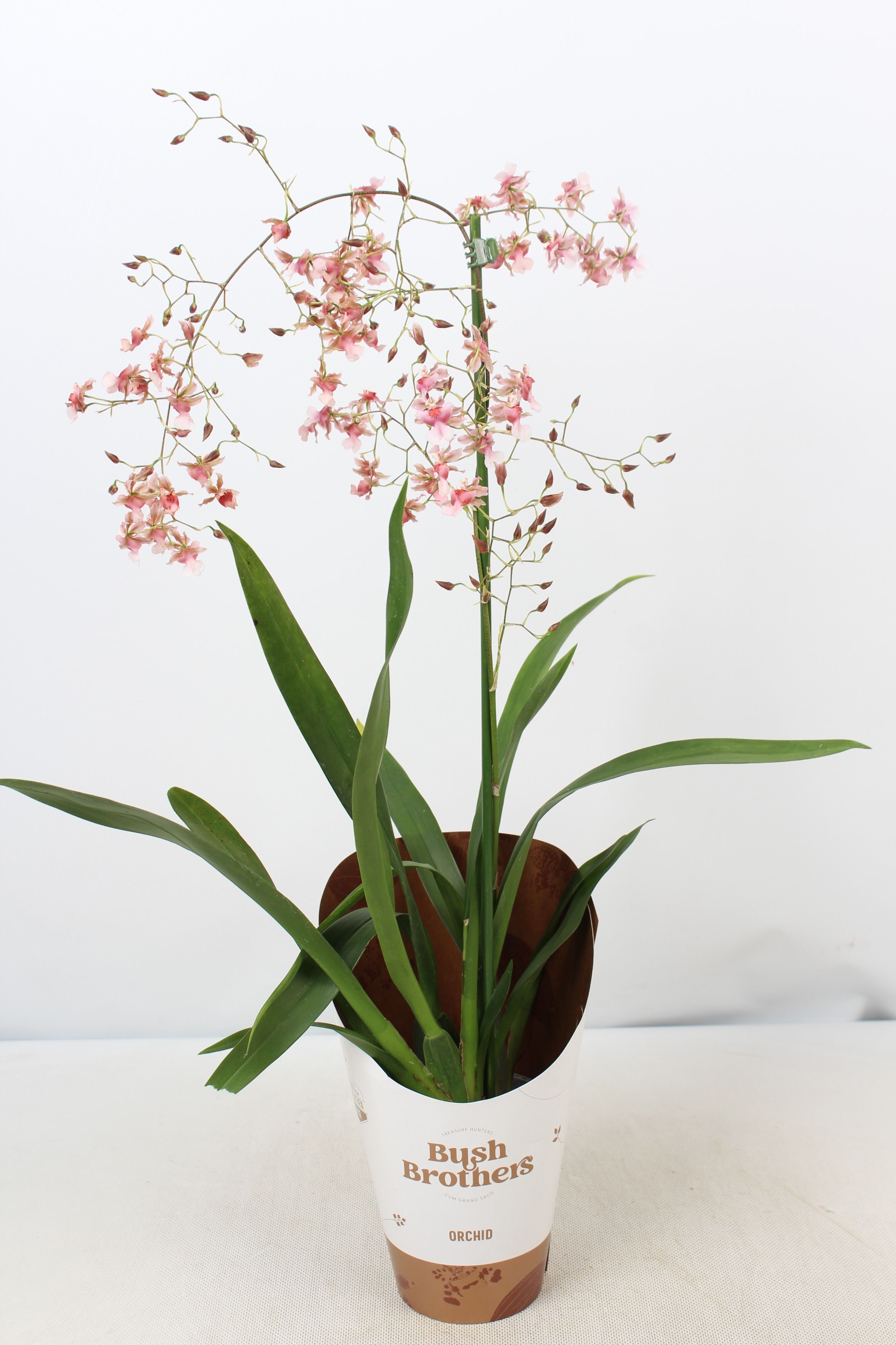 Oncidium Rosy Sunset 1 tak