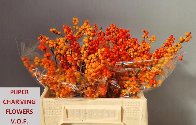 Ilex Winter Gold 40cm