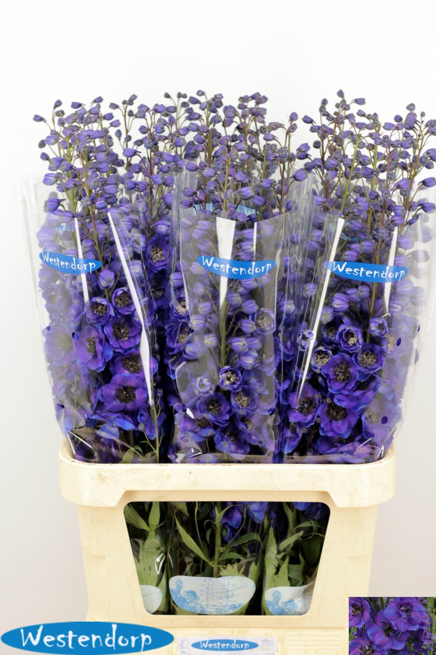 Delph El Ki Fl Blue 100cm
