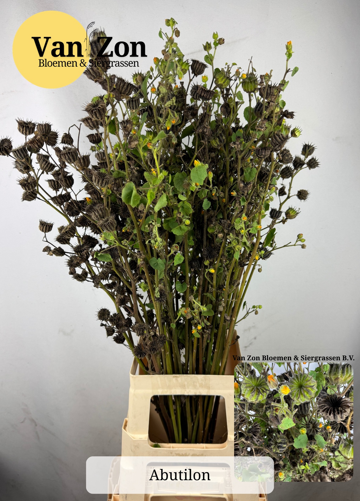Lavatera 90cm