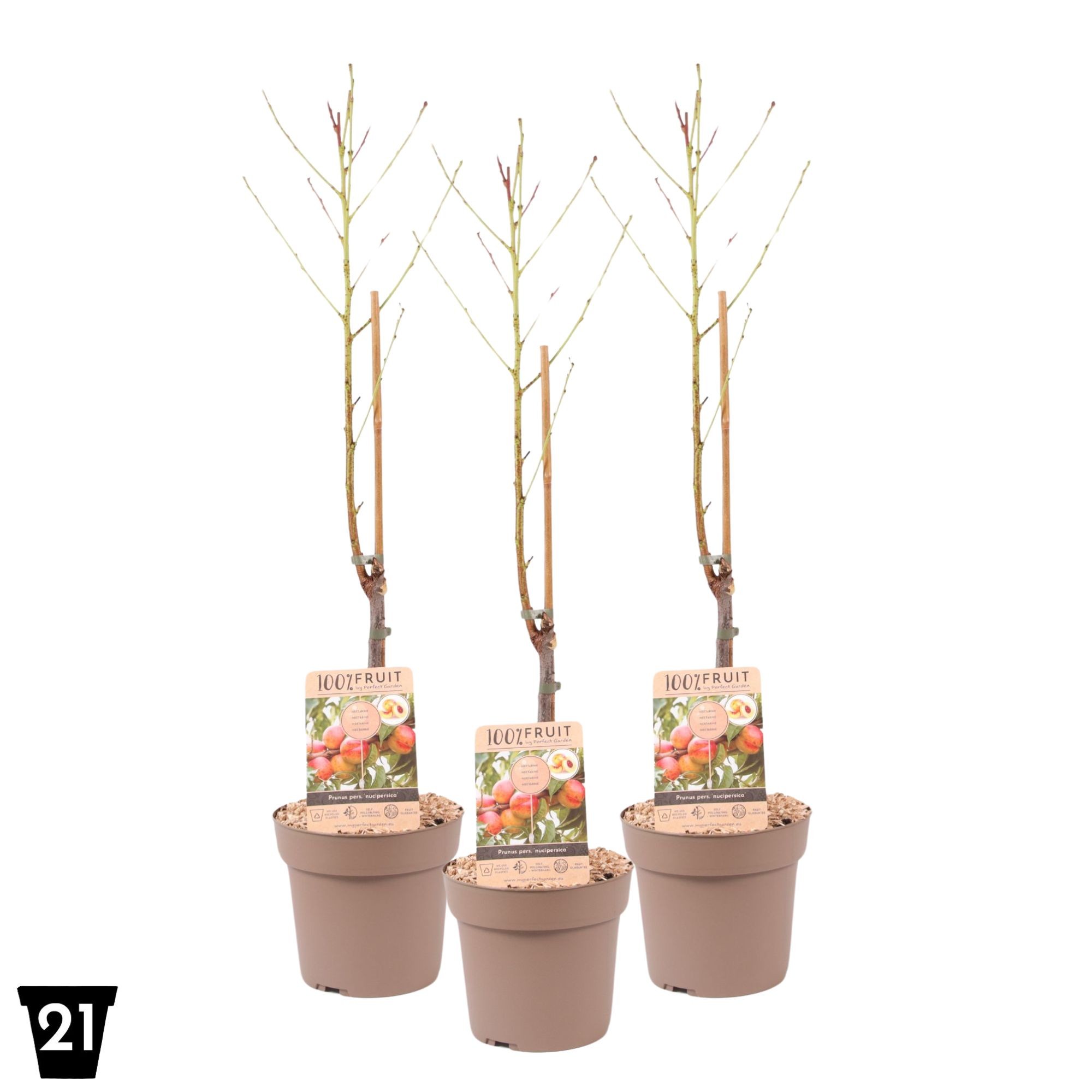 Picture of Prunus nuc. Nectarine P21 (4 Ltr) Patio-Trees (LOOSE)