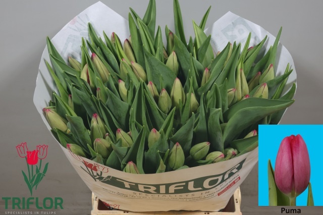 Tulipa Puma 44cm 60gram
