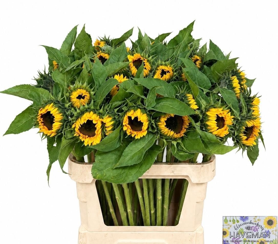 Helianthus Sunrich Or 80cm 14Ø