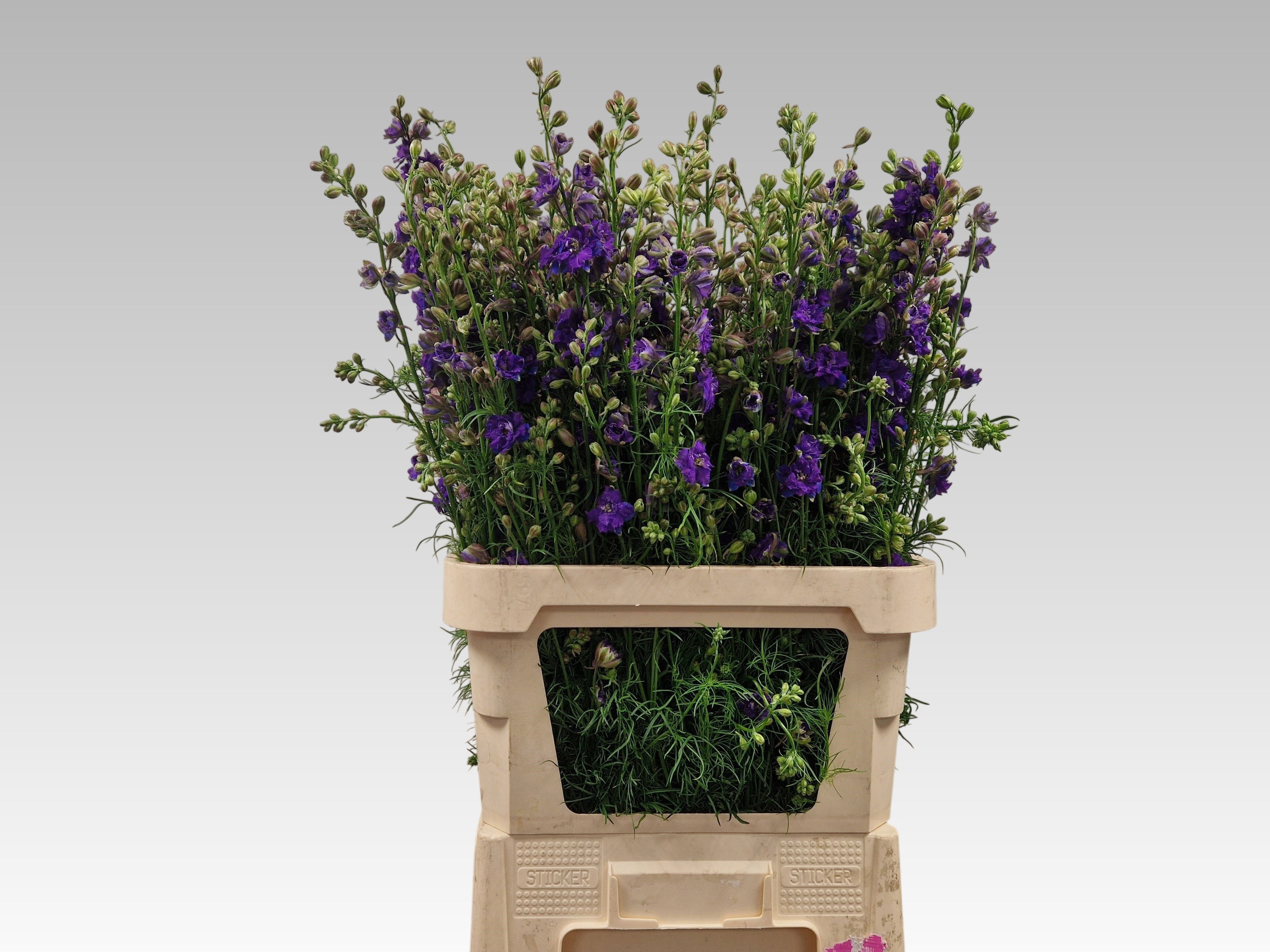 Consolida Dark Blue (LARKSPUR) 90cm