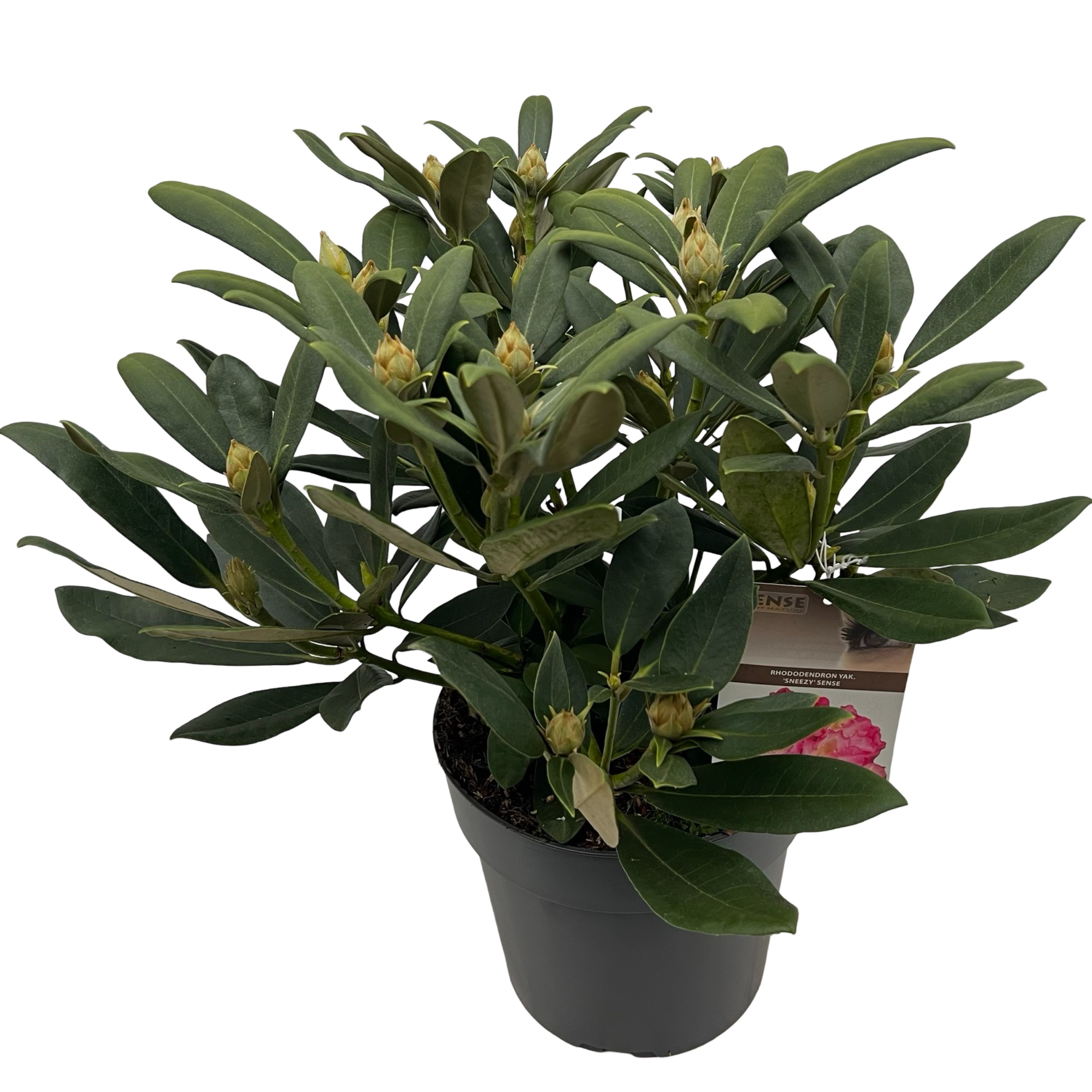 Picture of Rhododendron yak. Sneezy P23 (5 Ltr) (LOOSE)