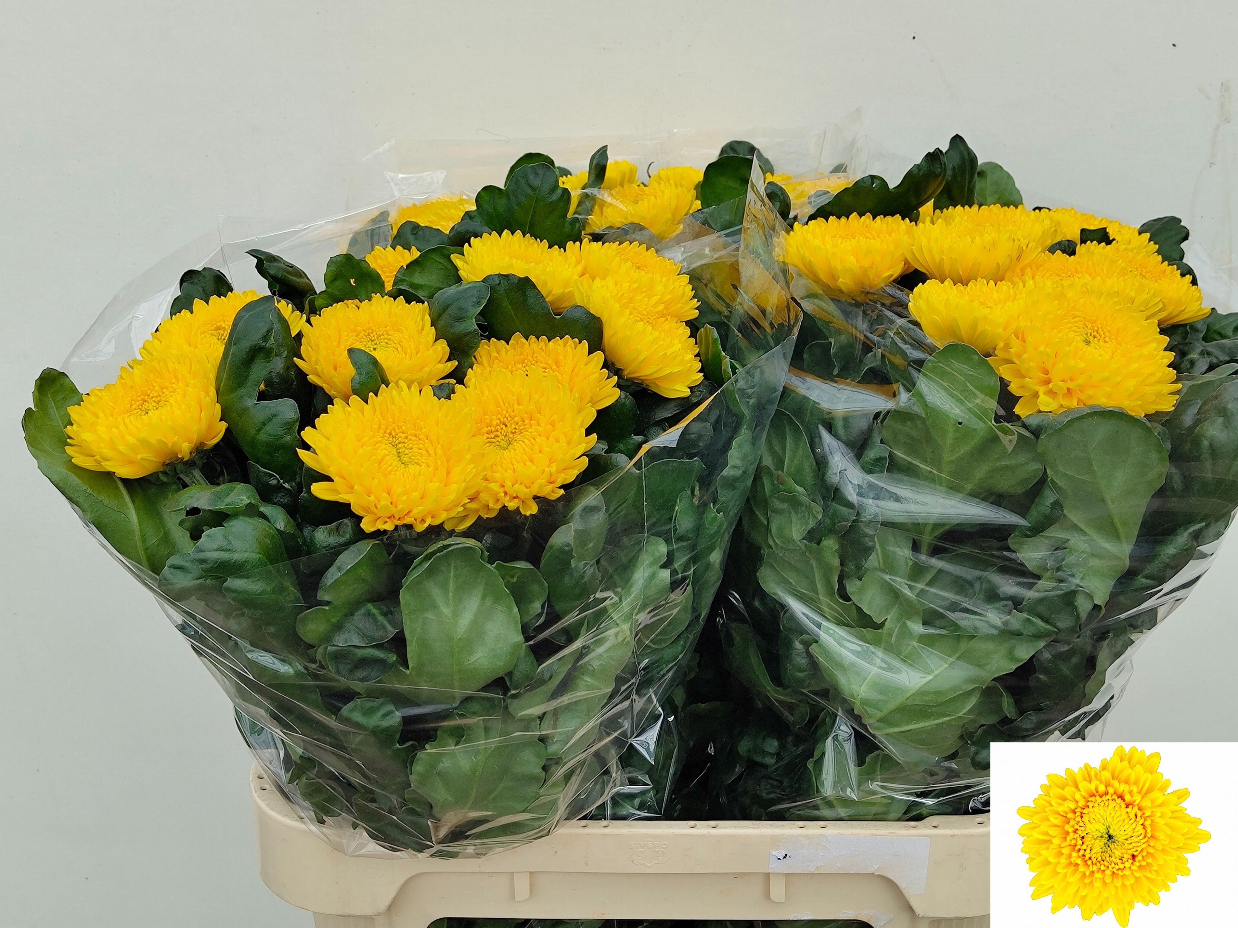 Chrys Single Migoli 80cm 120gram