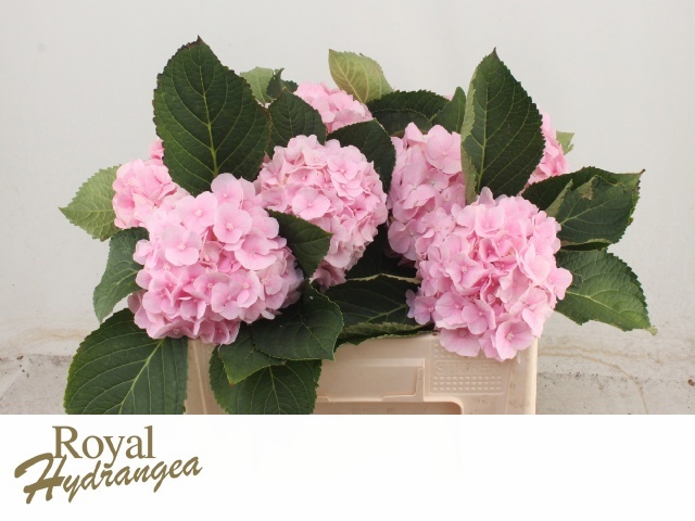 Hydrangea Verena Pink 40cm 15Ø