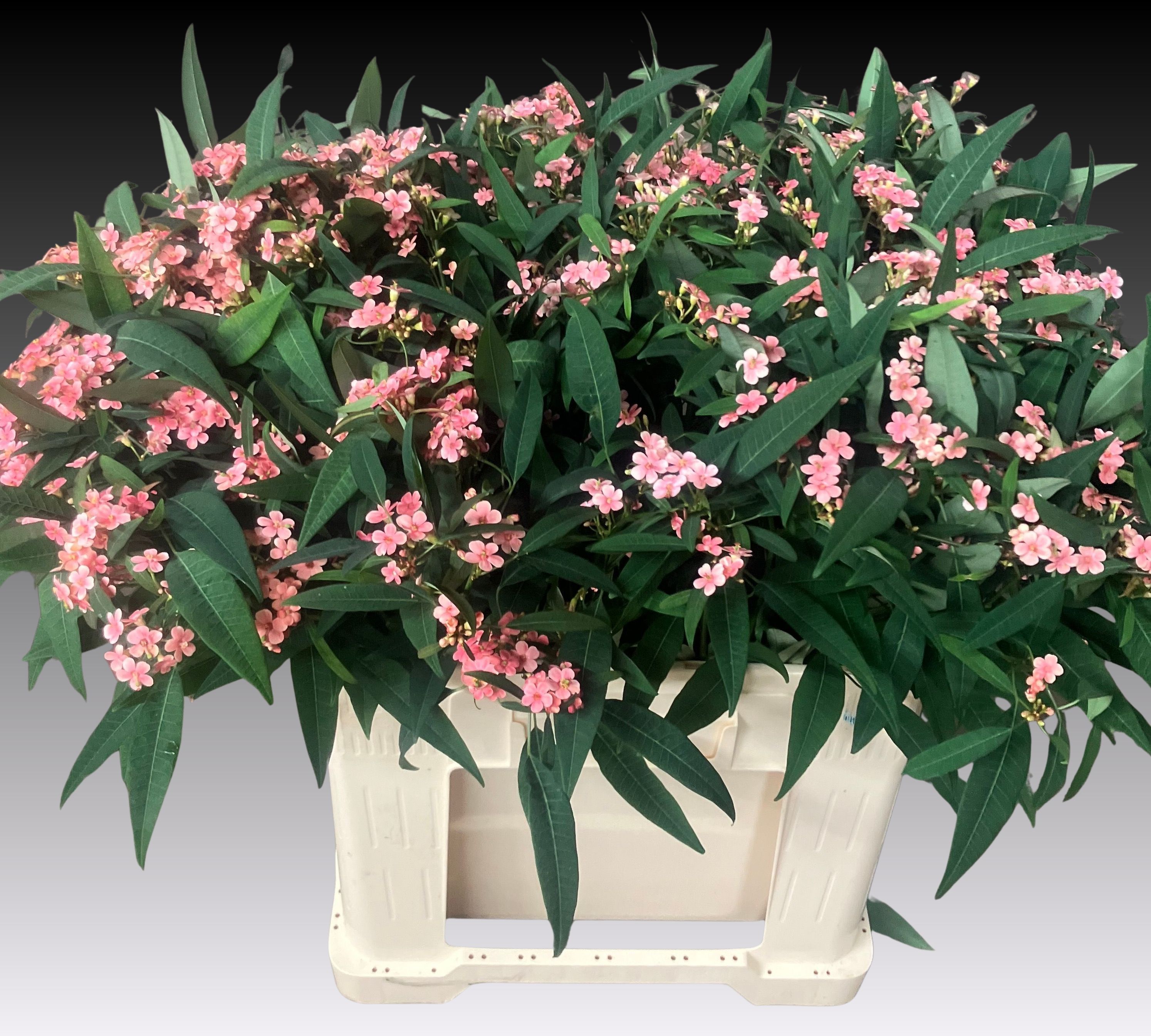 Euphorbia Spray Pink Baron 60cm