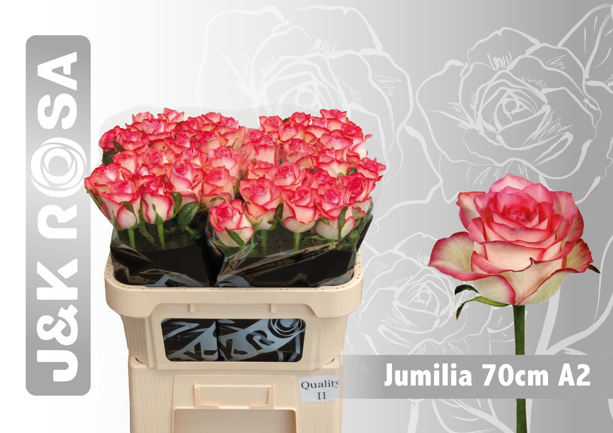 Rosa Jumilia 70cm