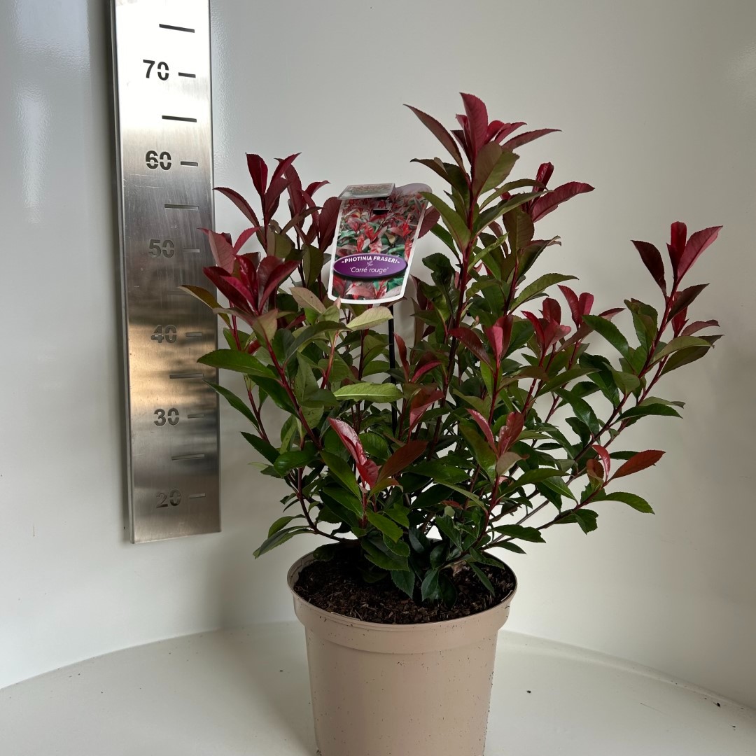 Picture of Photinia fras. Carre Rouge P23 (5 Ltr) (LOOSE)