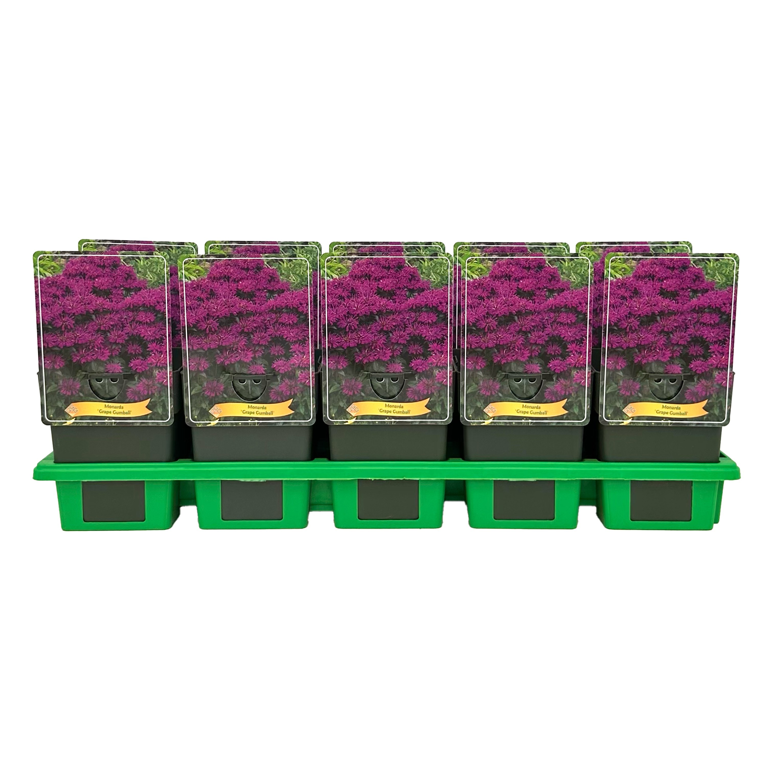 Monarda 'Grape Gumball'